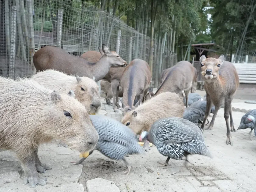 動物園の屋外飼育場で、カピバラ、シカ、ホロホロチョウが一緒に餌を食べている様子を捉えた画像です。様々な動物たちが共存する穏やかな光景が広がります。
