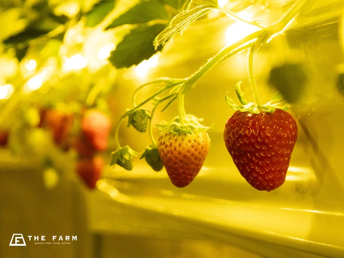 いちご園のハウス内