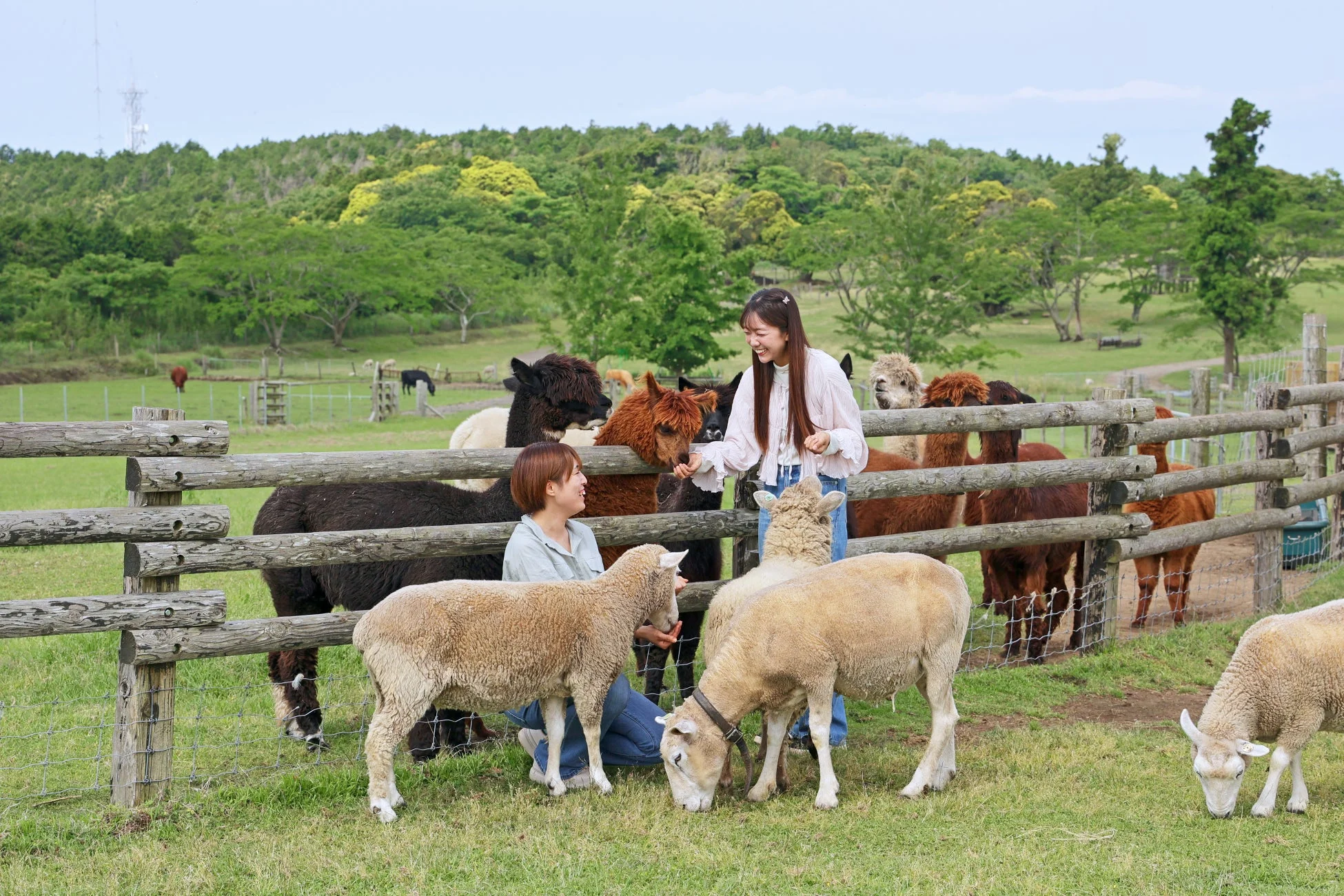 アルパカと触れ合う女性