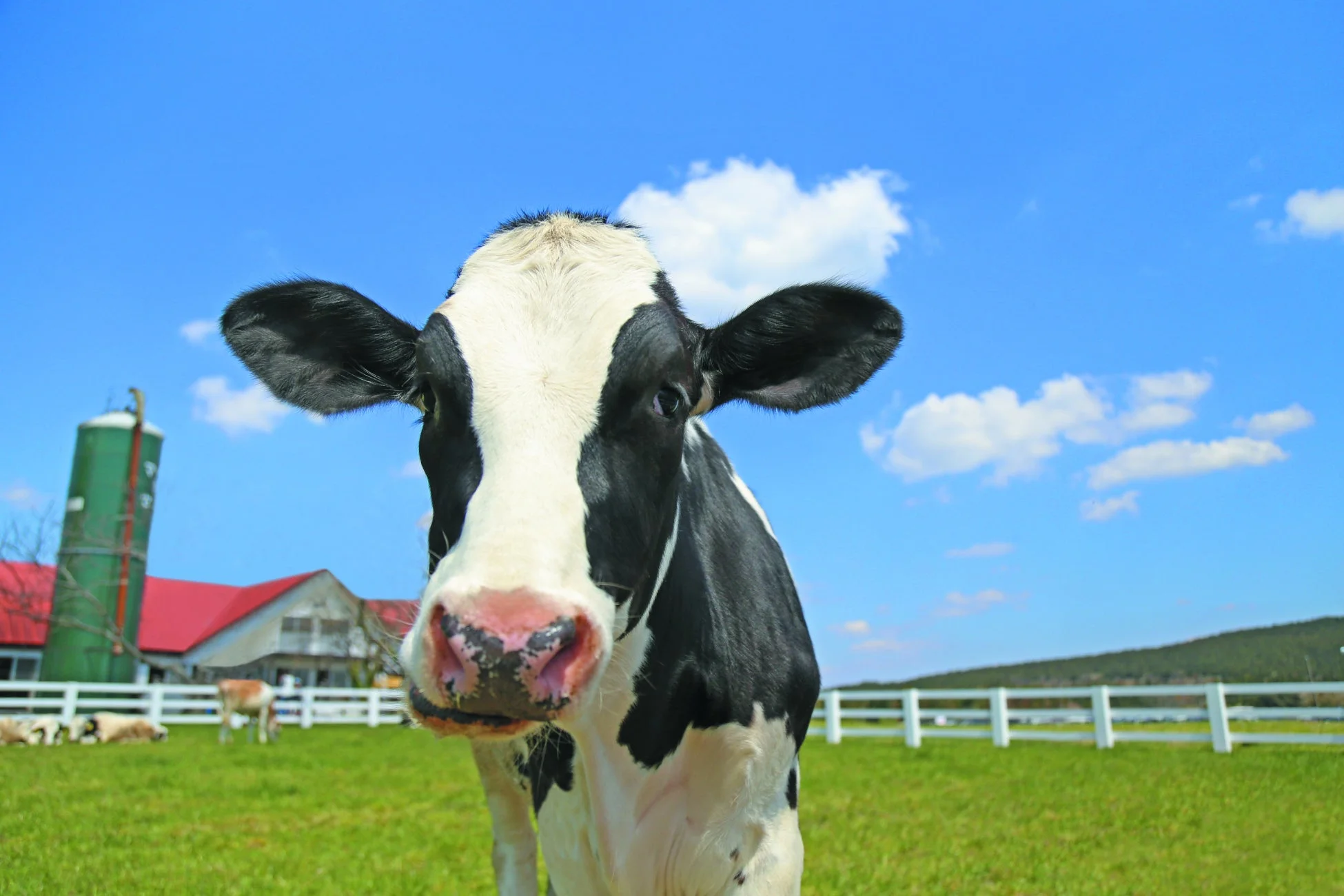 ホルスタイン牛