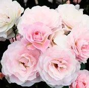 淡いピンク色のバラが密集して咲いている様子を捉えた画像です。柔らかく繊細な花びらが何層にも重なり、優雅で美しい雰囲気を醸し出しています。