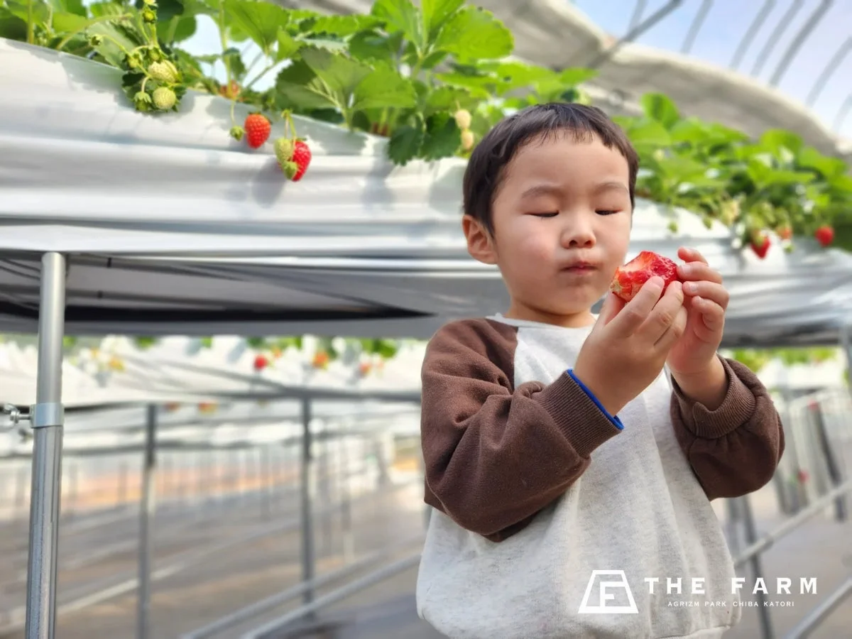子供がいちごを食べている様子
