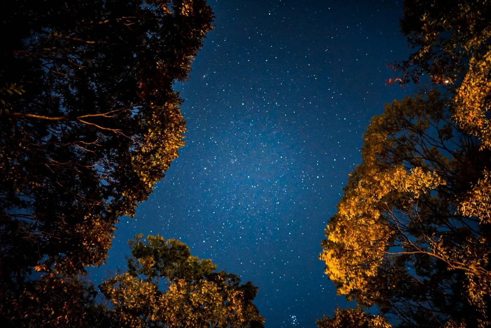 星空とライトアップされた木々