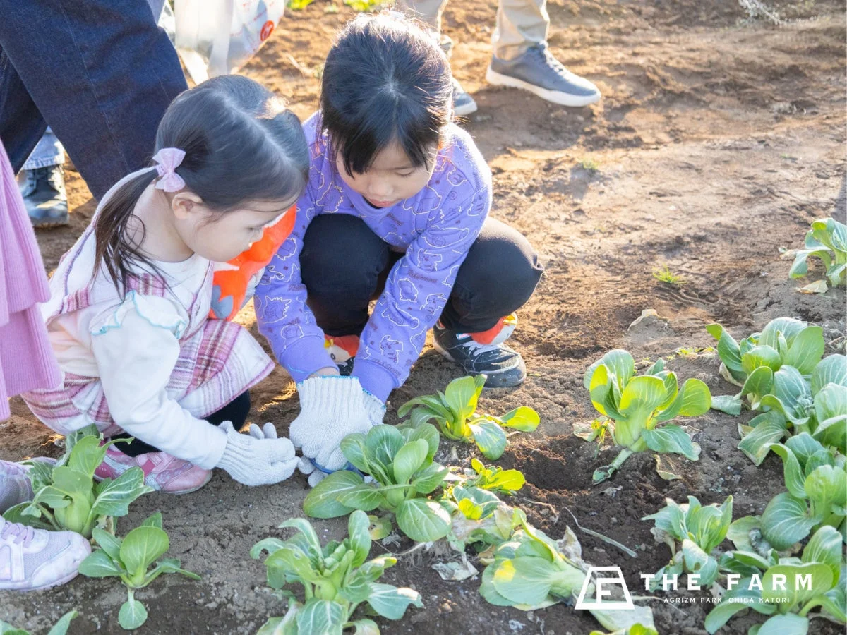 子供が野菜を収穫している様子