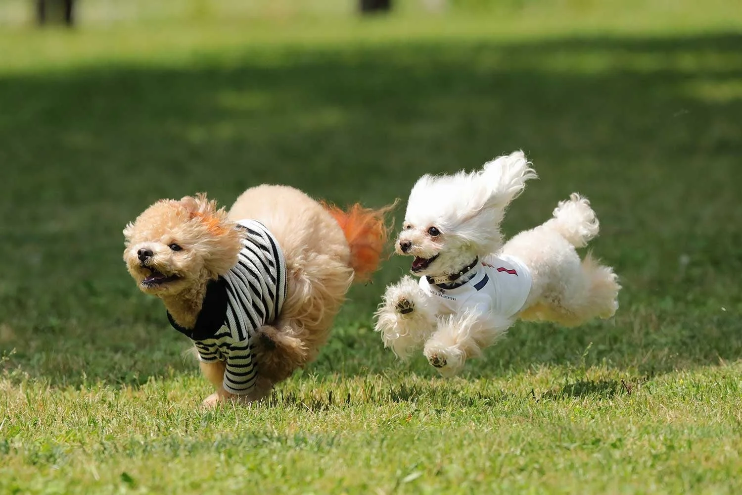 犬が芝生を走る