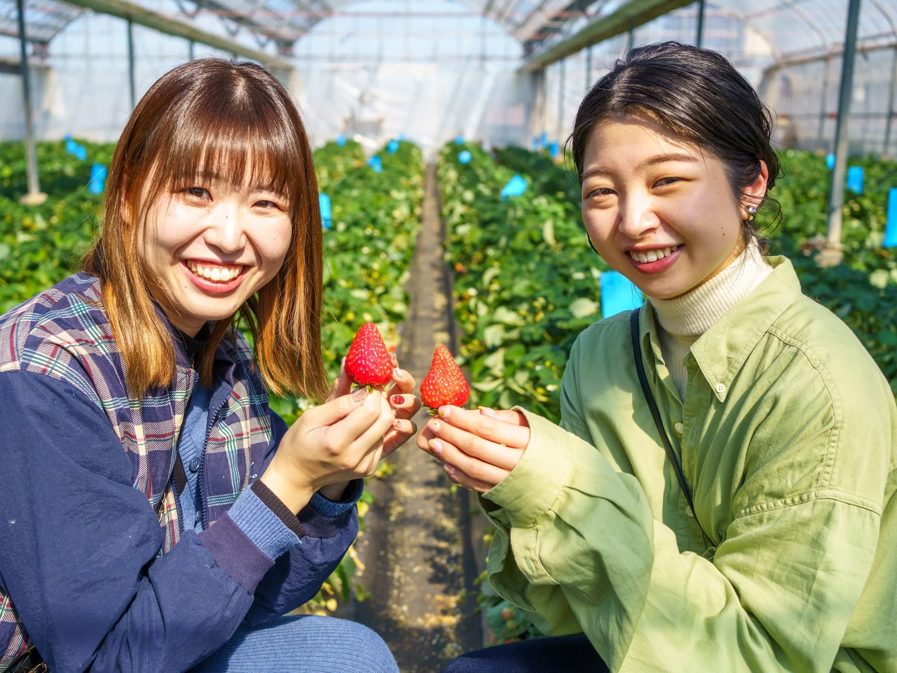 いちご狩りを楽しむ女性たち