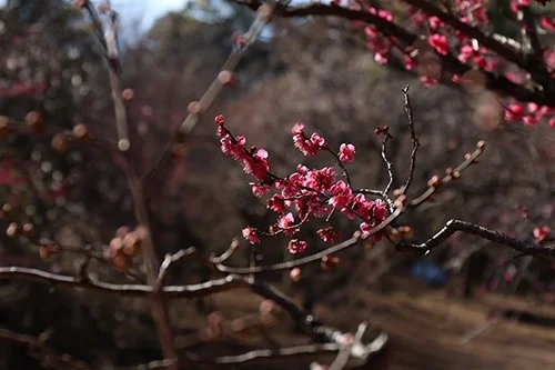 ピンク色の梅の花