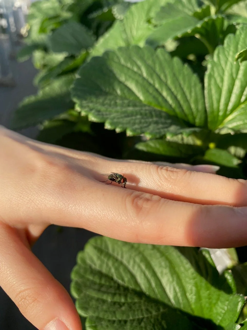 明るい日差しの中、人の手に小さなハエが止まっており、背景には鮮やかな緑色のイチゴの葉が広がっています。自然の中の一瞬を捉えた画像です。