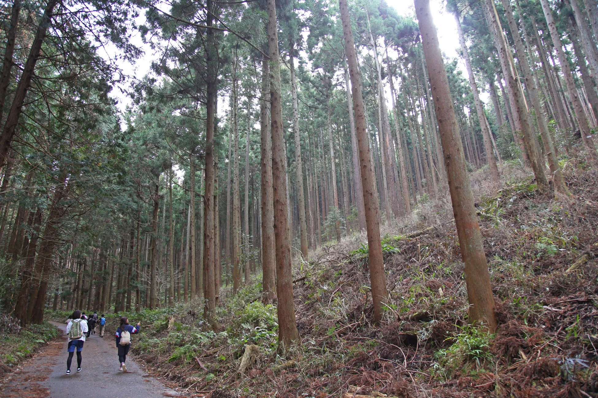 森林の中の道をハイキングする人々