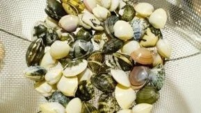 ザルに入った貝