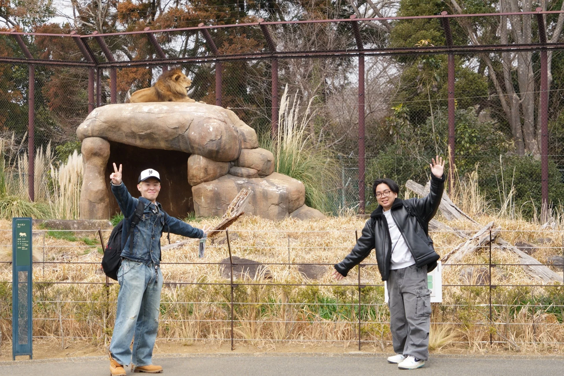 動物園でライオン展示の前で楽しむ男性たち
