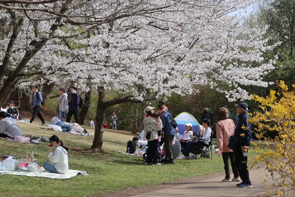 桜の下でくつろぐ人々
