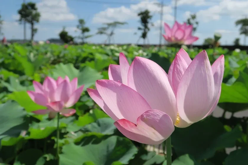 観蓮会(はす祭り)