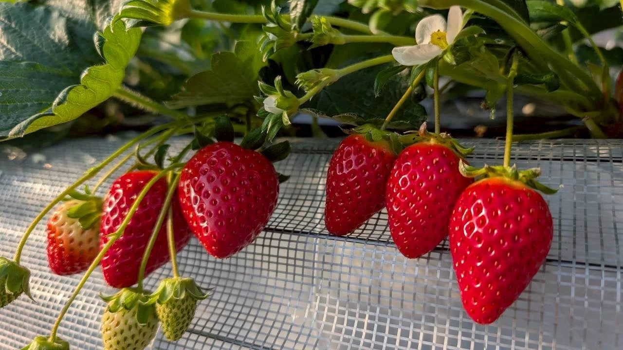 赤く熟したいちごがたわわに実る様子