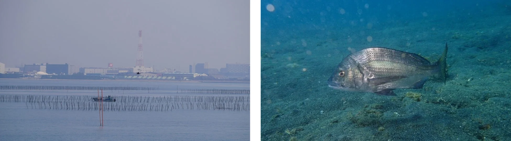 東京湾の風景と魚