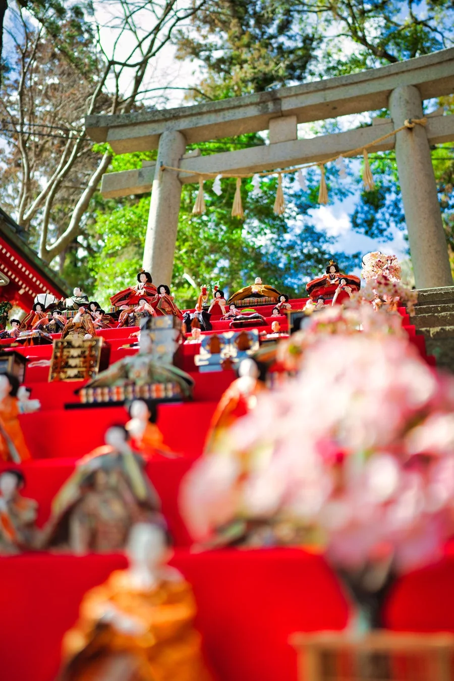 鳥居と桜を背景に屋外展示されたひな人形