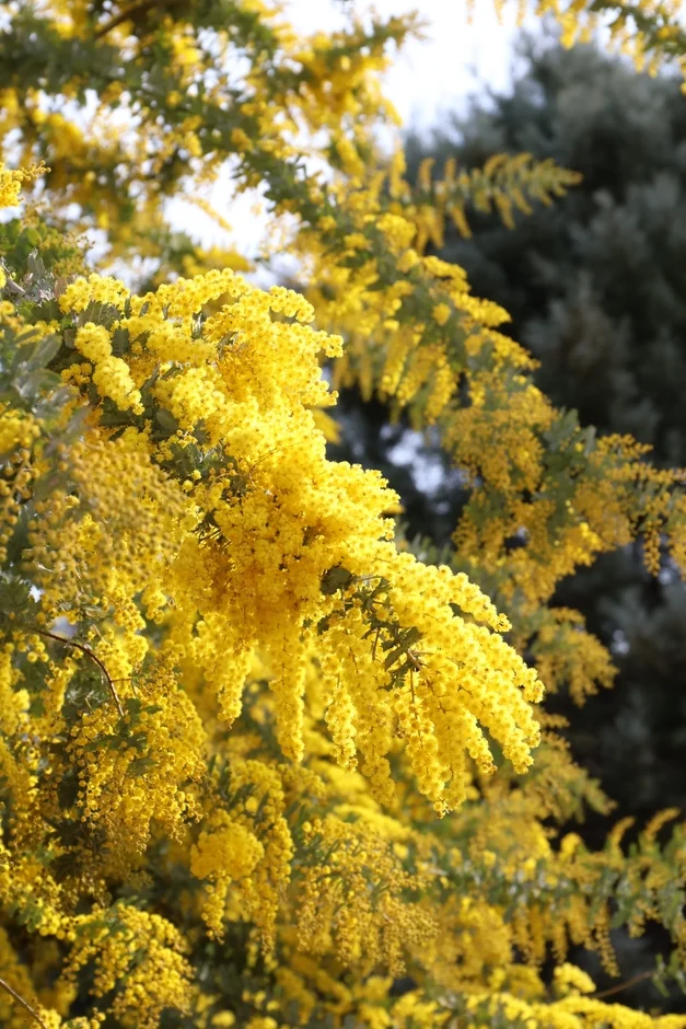 鮮やかな黄色のミモザの花